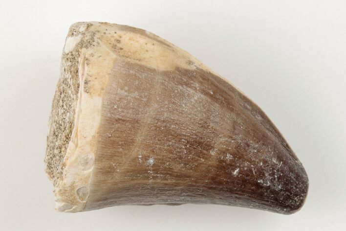Fossil Mosasaur (Prognathodon) Tooth - Morocco #200976